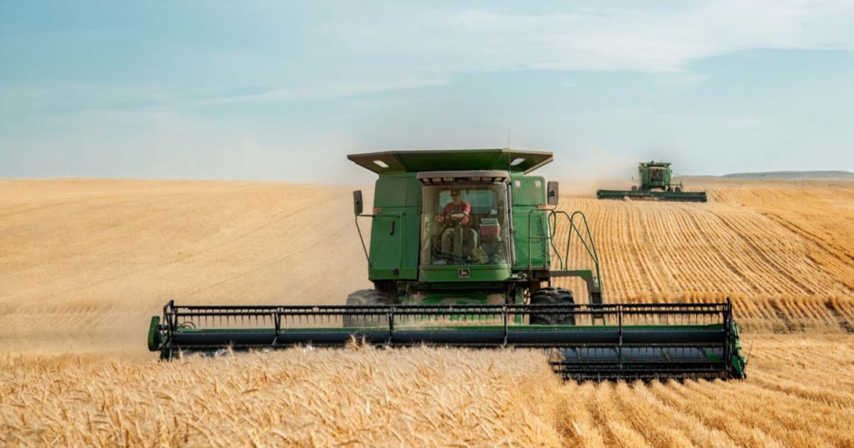 VOLUMEN. La necesidad de trigo que van a tener los molinos es un factor alcista para el precio interno del cereal.