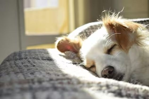 Qué significa que tu perro cambie constantemente de lugar para dormir.