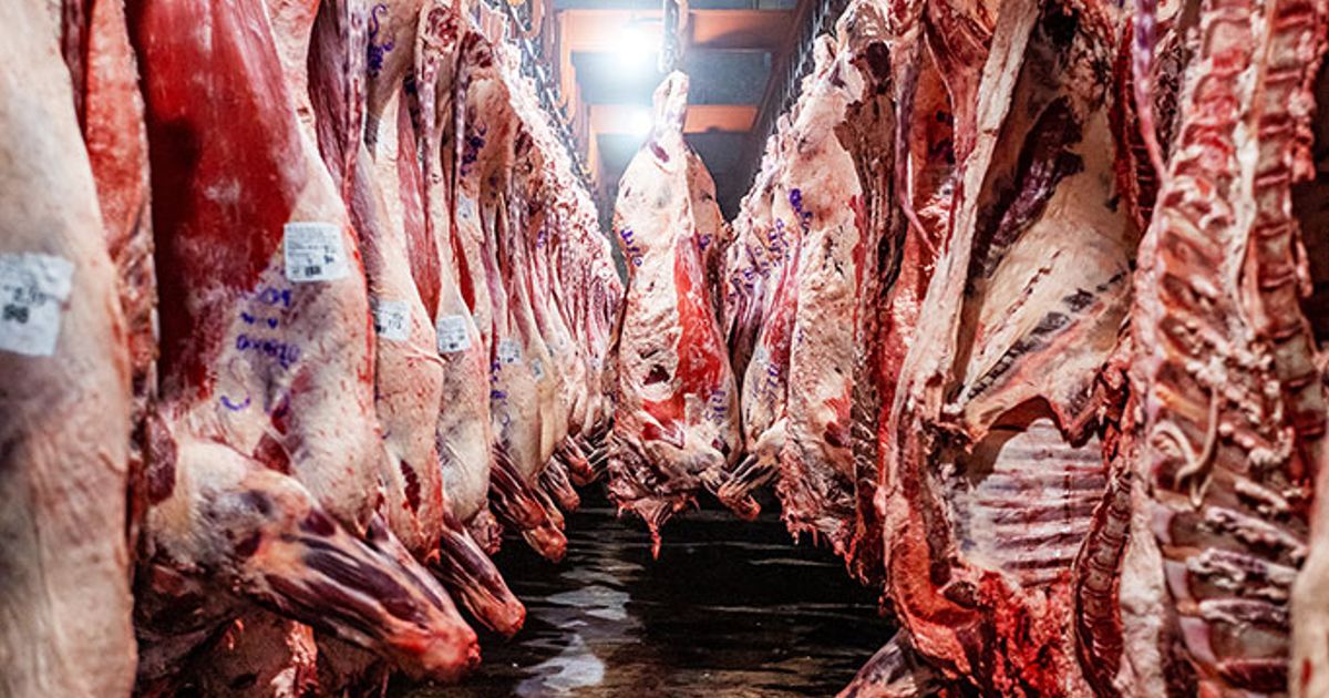 INDICADOR. En la faena en los frigoríficos, la participación de la hembras se redujo en lo que va del año. 