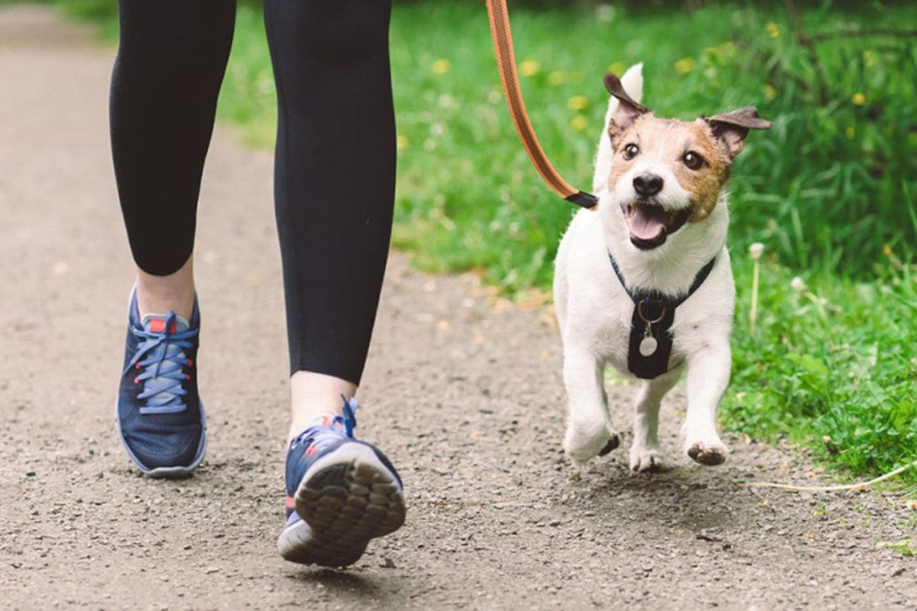 Por qué es importante no saltarte el paseo de tu perro 