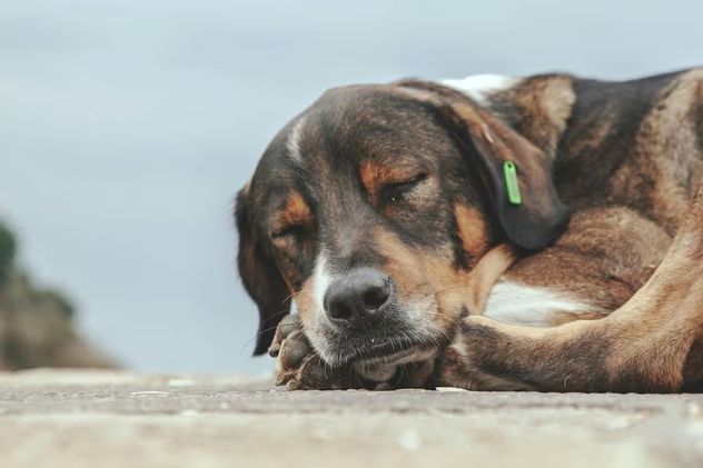 Qué significa que tu perro cambie constantemente de lugar para dormir.