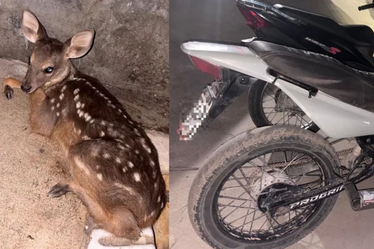 Detuvieron a un joven que transportaba una corzuela escondida en su bolso