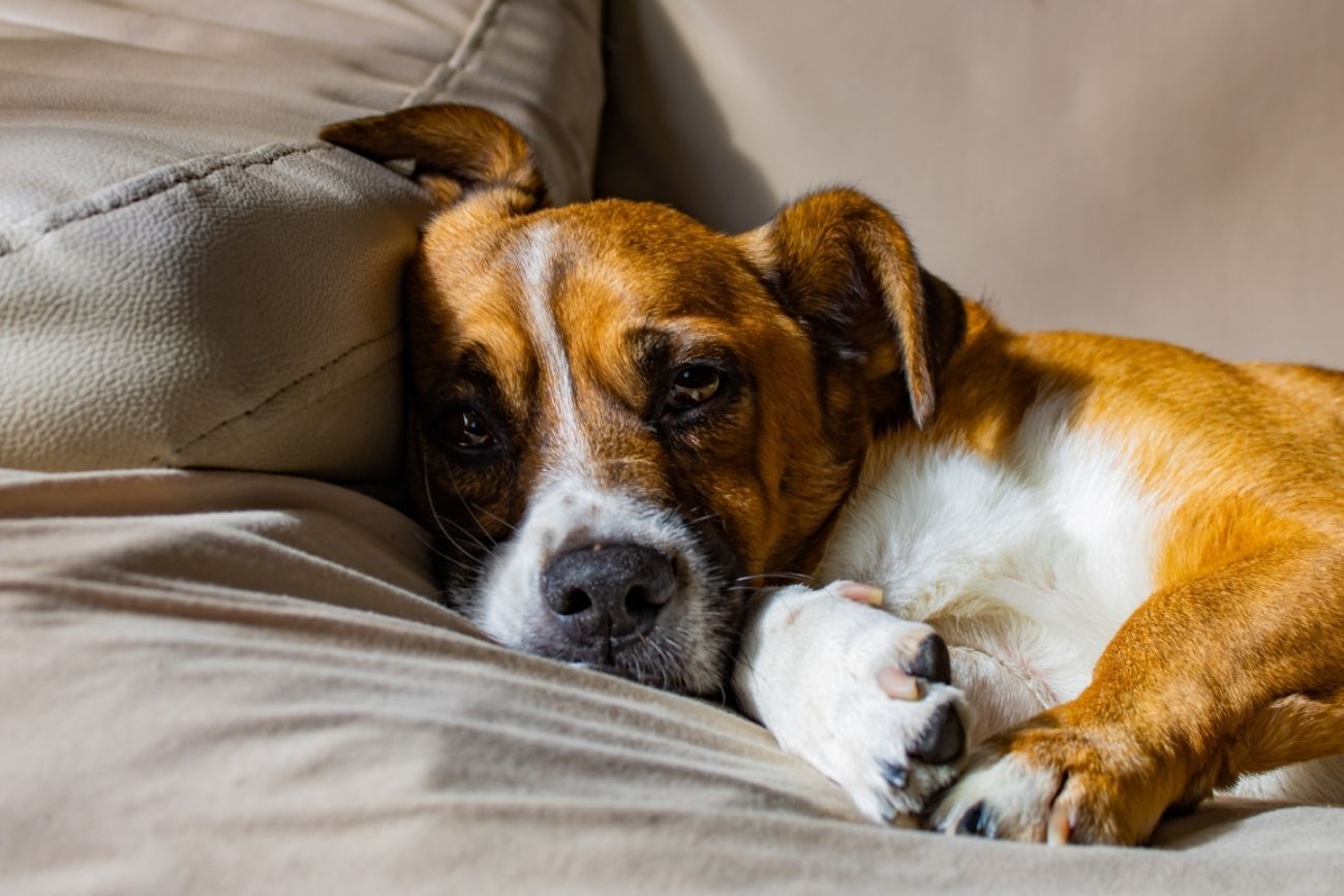 Qué significa que tu perro cambie constantemente de lugar para dormir