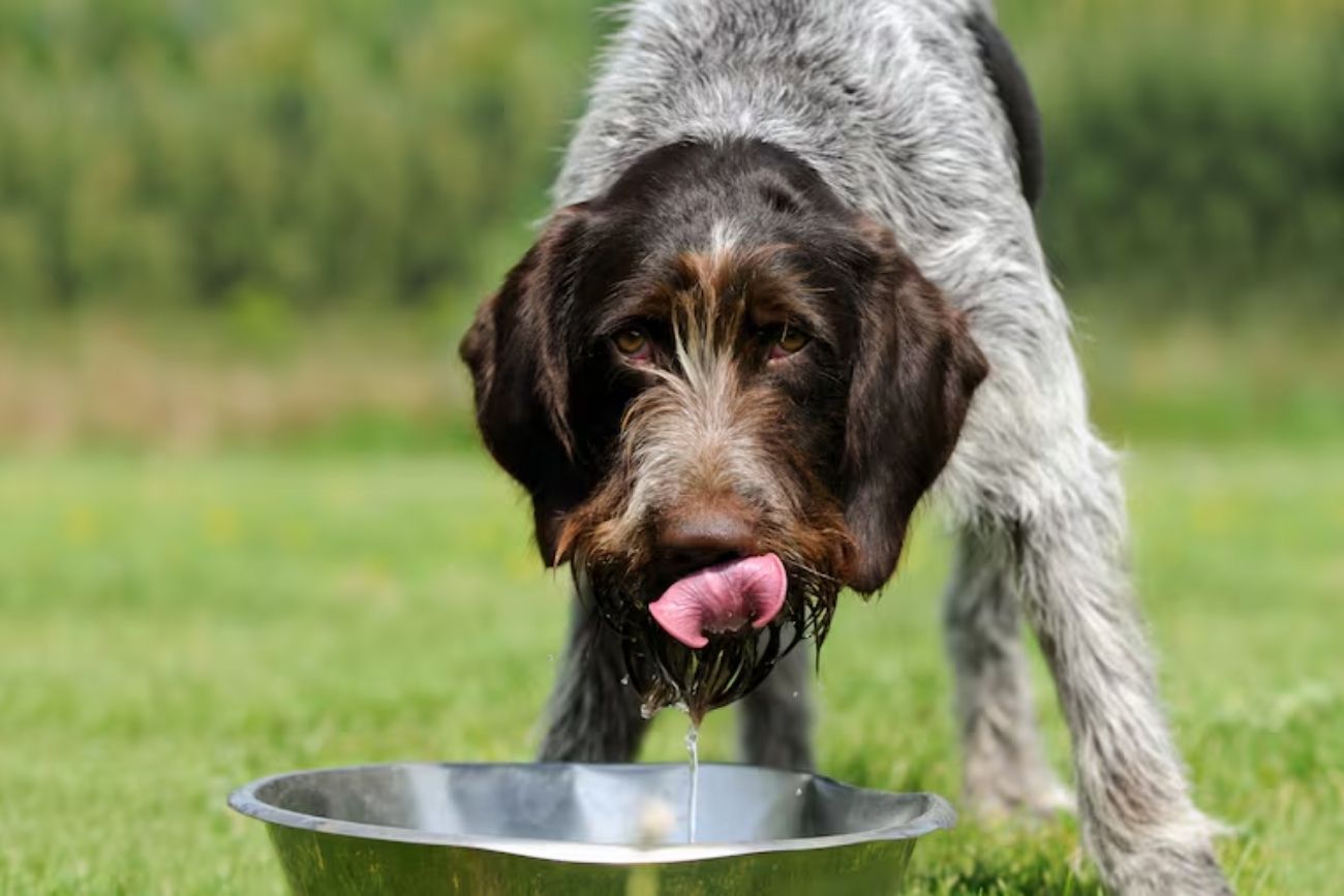 Qué no hay que usar para lavar el bebedero de perros, según especialistas