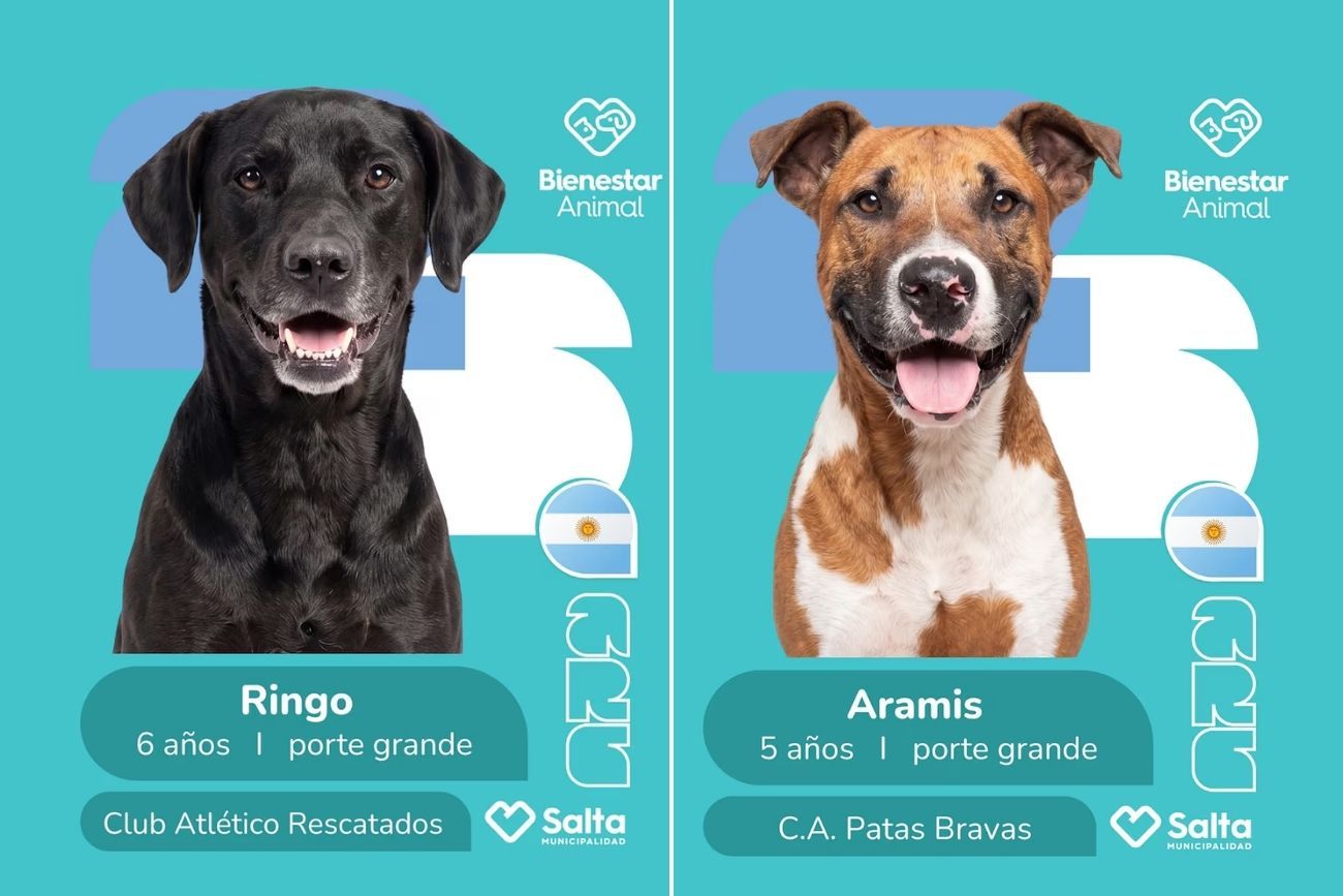 Salta lanza un álbum de figuritas del Mundial para promover la adopción de 25 perros rescatados