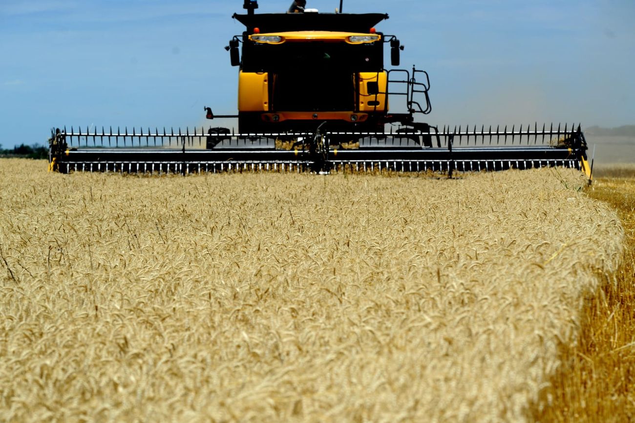 MEJORAS PARA EL TRIGO. Nuevas tecnologías orientadas a mejorar la sanidad, el manejo y la estabilidad productiva del cultivo.