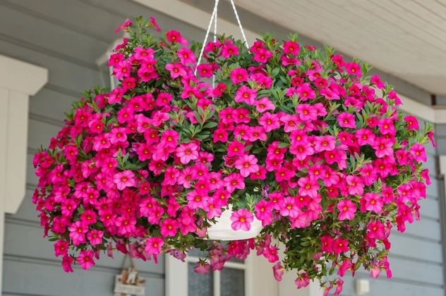 Tres plantas ideales para llenar de color el balcón y aprovechar el espacio.