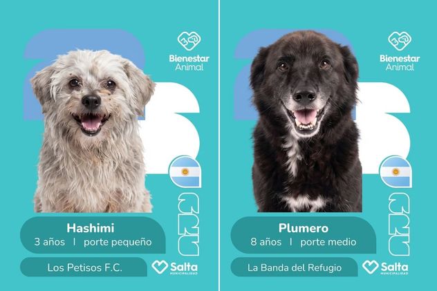Salta lanza un álbum de figuritas del Mundial para promover la adopción de 25 perros rescatados
