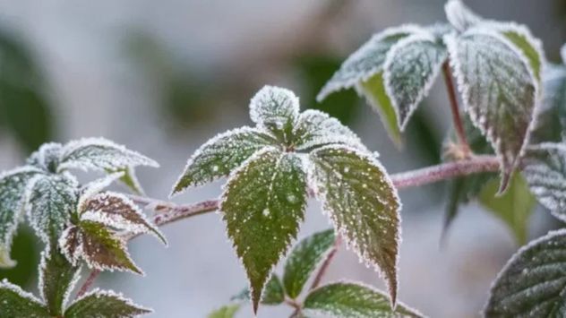 Durante una ola polar, las plantas más sensibles necesitan menos riego, protección contra las heladas y ambientes resguardados del viento frío.