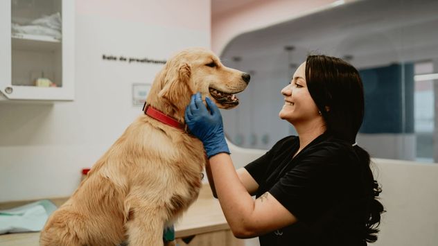 La alimentación, las consultas veterinarias y la higiene forman parte de los principales gastos que los argentinos consideran esenciales para garantizar el bienestar de sus mascotas.