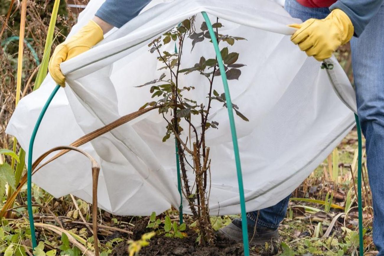Durante una ola polar, las plantas más sensibles necesitan menos riego, protección contra las heladas y ambientes resguardados del viento frío.