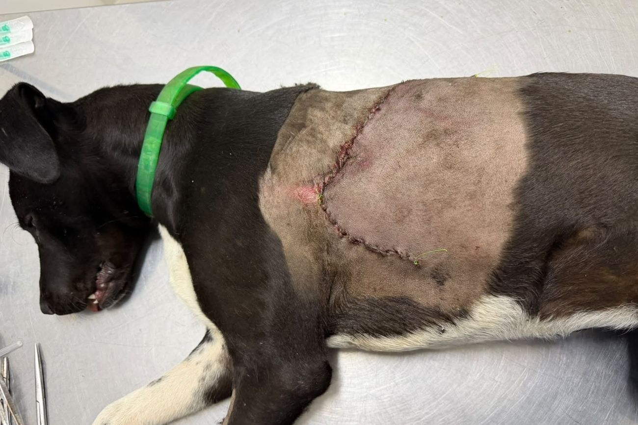 Catamarca: las autoridades buscan a un atacante serial de mascotas