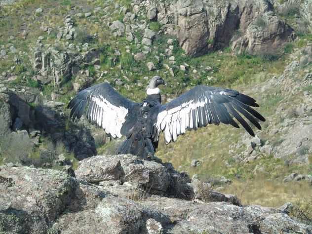 Cóndores en libertad en el Parque Nacional Quebrada del Condorito.