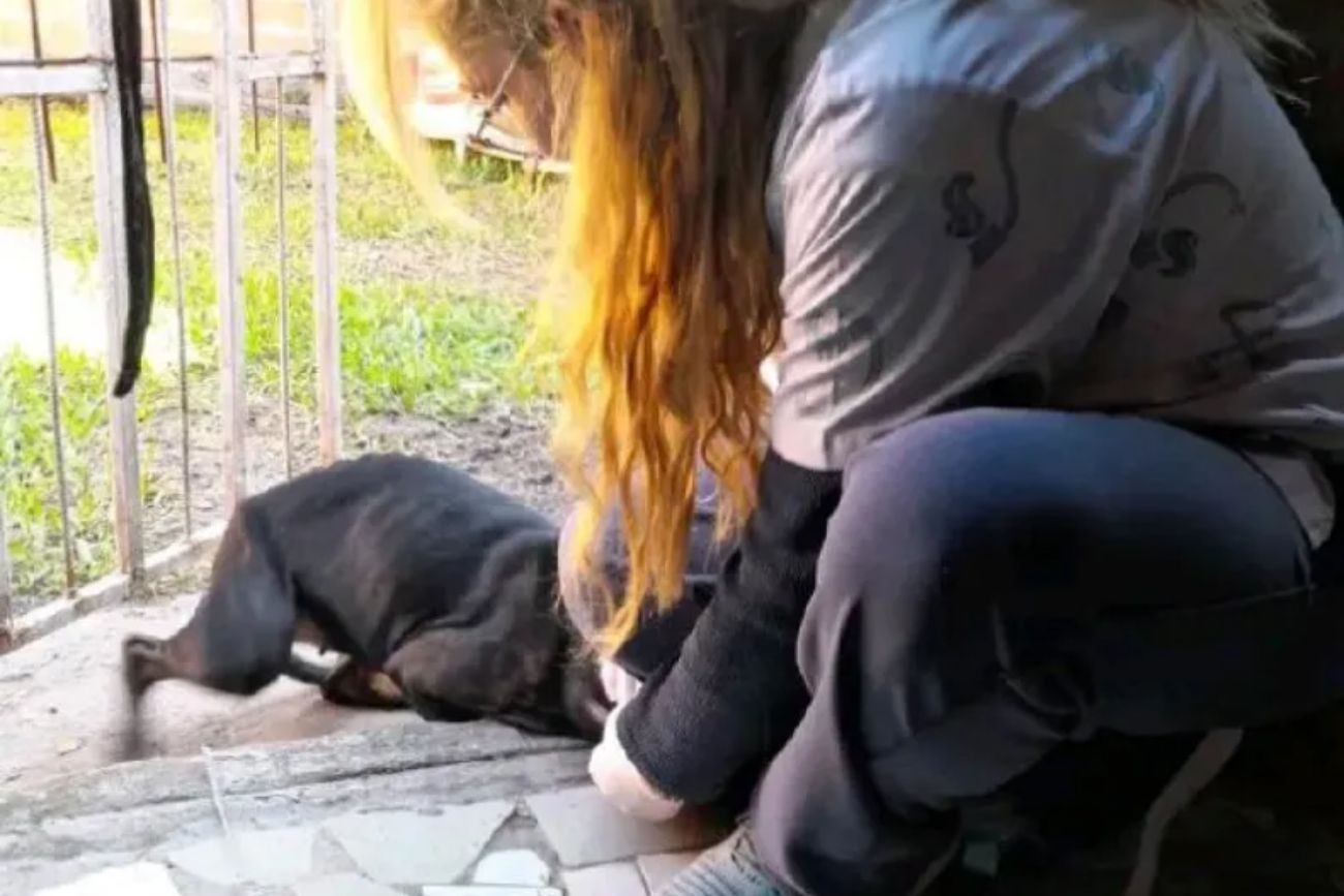 Corrientes: rescataron a una perrita víctima de abuso sexual