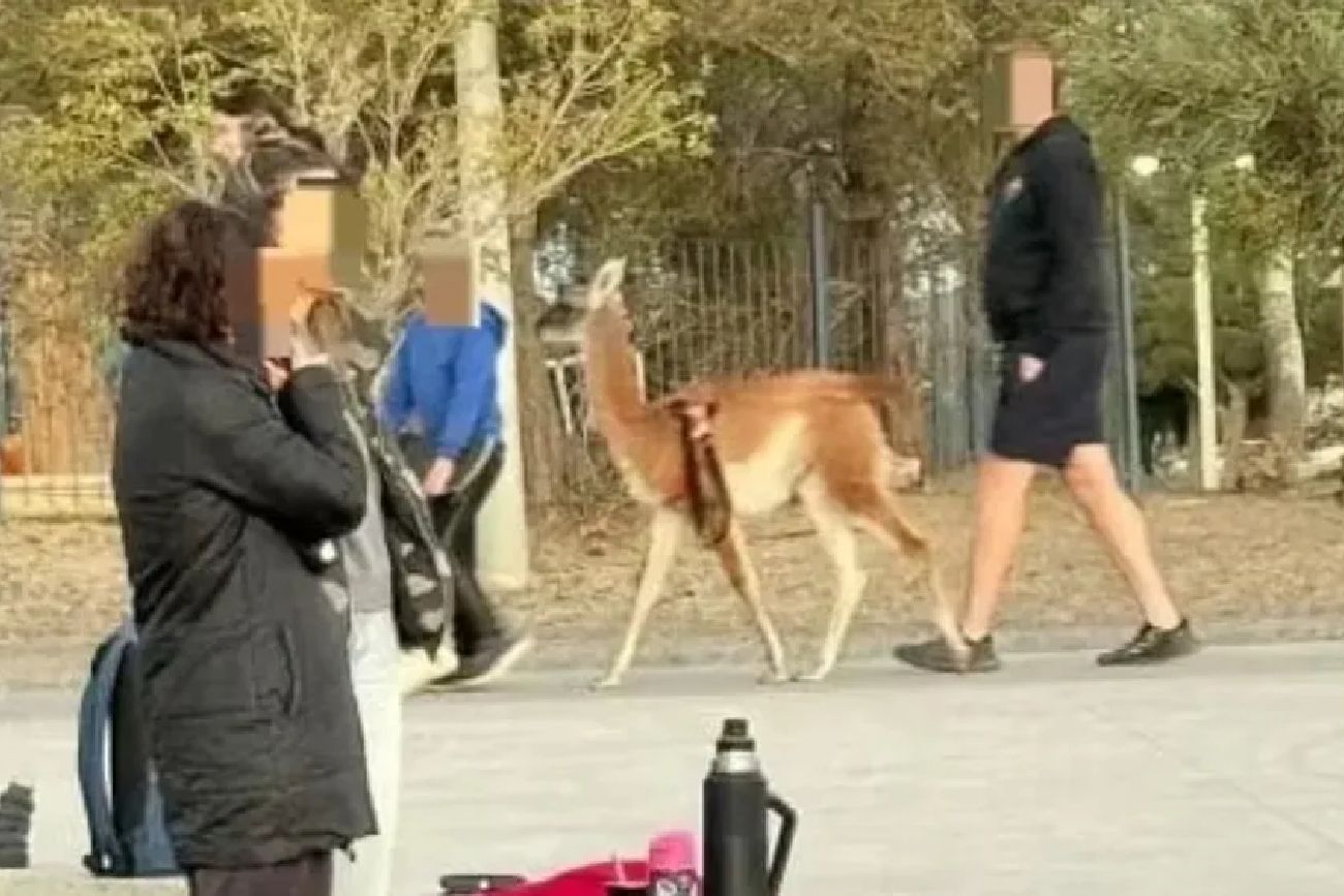 "No es un perrito": denunciaron a un hombre que paseaba a un guanaco con arnés por la calle