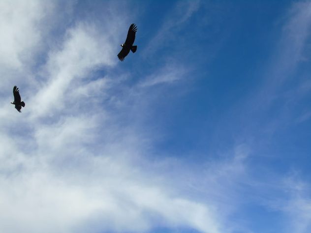 Cóndores en libertad en el Parque Nacional Quebrada del Condorito.
