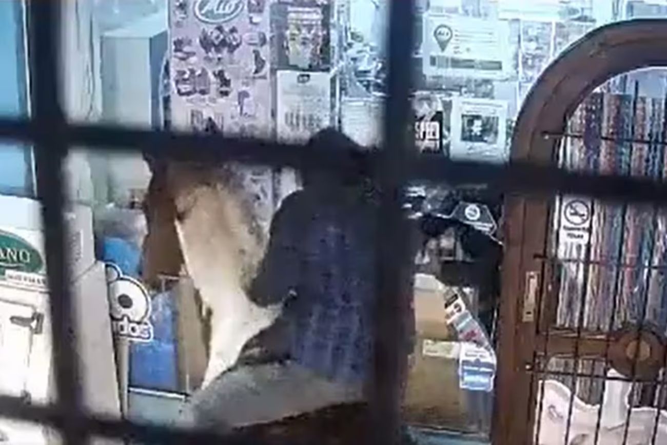 Robaron un kiosco a caballo en Miramar y escaparon al galope con mercadería