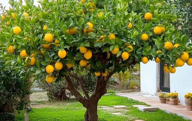 Qué árboles frutales conviene plantar en maceta antes del invierno.
