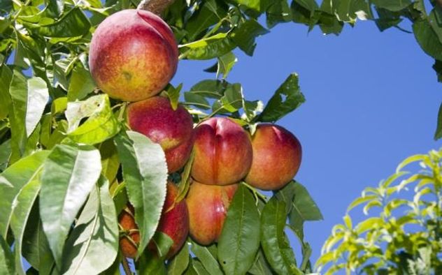 Qué árboles frutales conviene plantar en maceta antes del invierno.