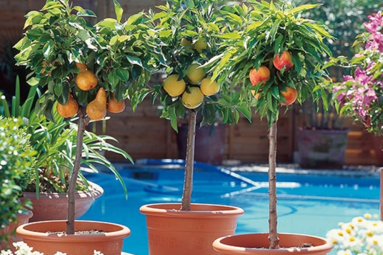 Qué árboles frutales conviene plantar en maceta antes del invierno