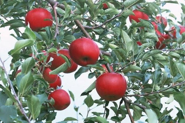 Qué árboles frutales conviene plantar en maceta antes del invierno.