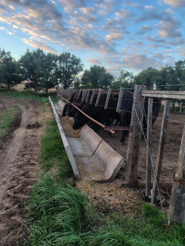 FEEDLOT. Las vacas comiendo con el aditivo aplicado.