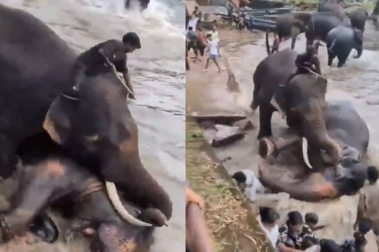 Muere una turista en la India en medio de una pelea de elefantes en un santuario. 
