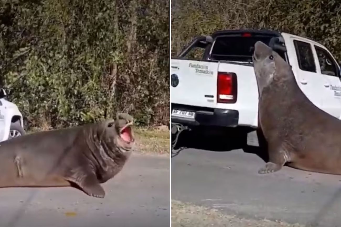Un elefante marino gigante bloqueó el tránsito hacia Isla Santiago