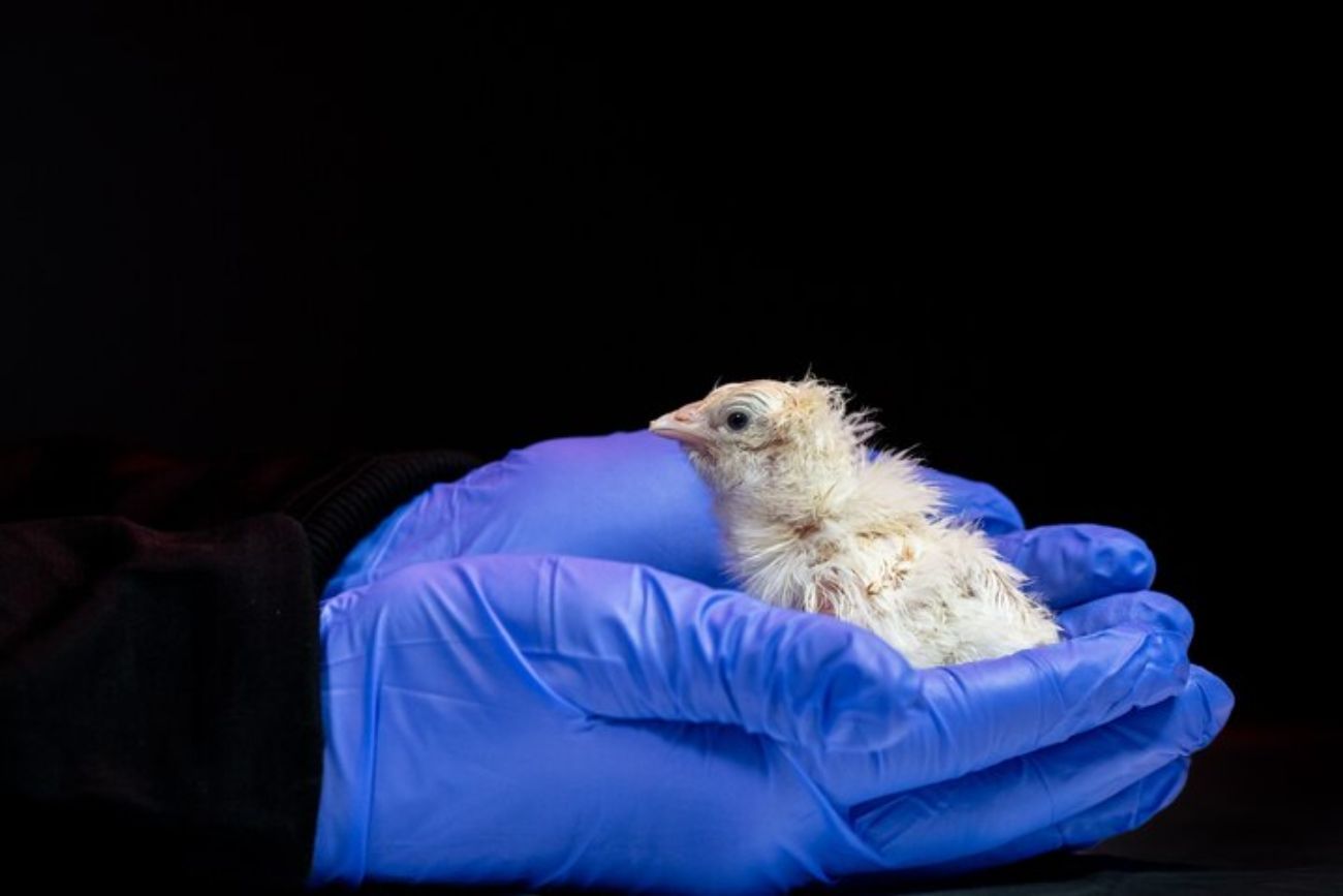 Una empresa logró que nacieran 26 pollitos desde huevos artificiales y apunta a “revivir” especies extintas. (Colossal Biosciences)