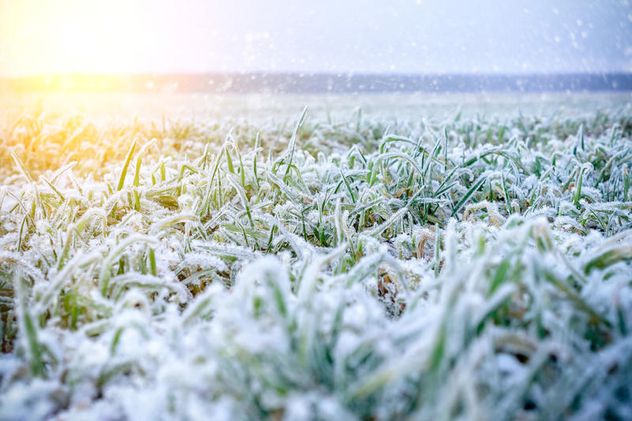 HELADAS. La mínima llegó a -6,6 °C en Salsacate.