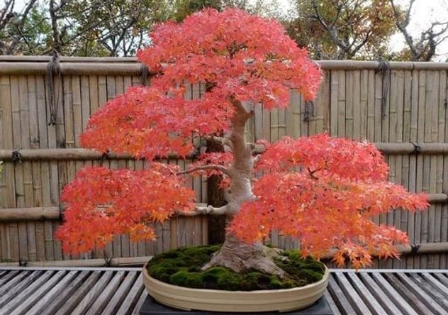 Ni cactus ni suculentas: la planta ideal para balcones que soporta el invierno y aporta color todo el año.