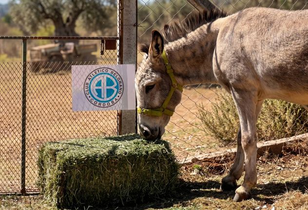 El burro Andrés en 2022 predijo el ascenso de Belgrano ante Brown de Adrogué.