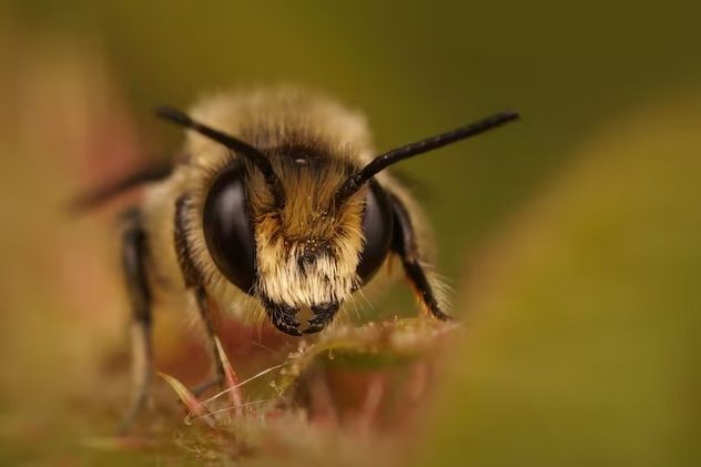 Según la ciencia, qué significa que aparezcan abejas en tu casa y por qué no deberías espantarlas.