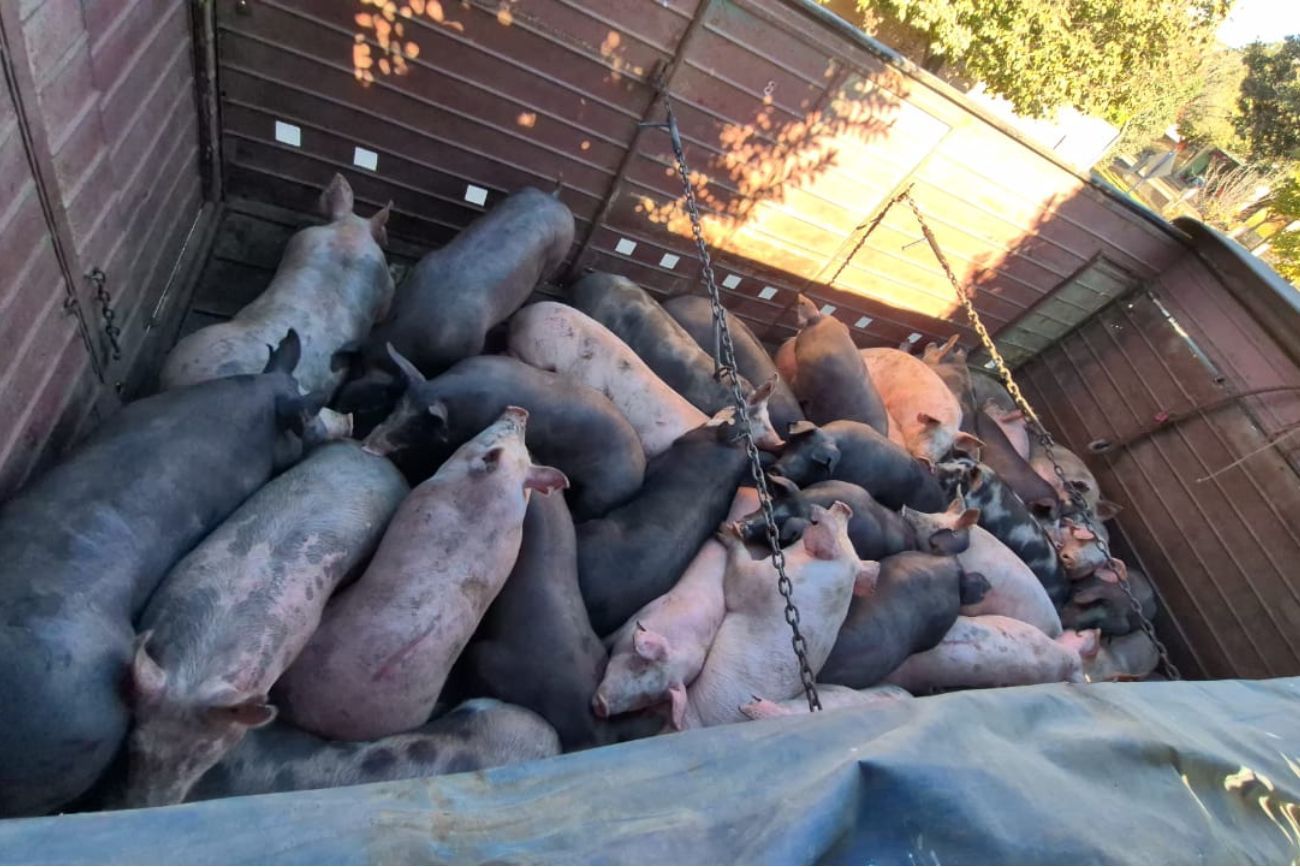Córdoba: detuvieron a un camionero que transportaba 35 chanchos sin documentación