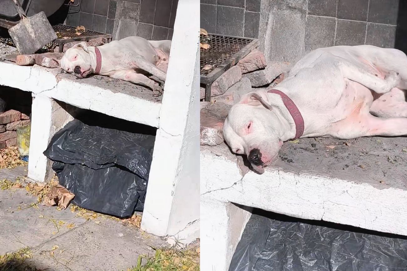 Una perra dogo se acostó a tomar sol en la parrilla y es furor en TikTok
