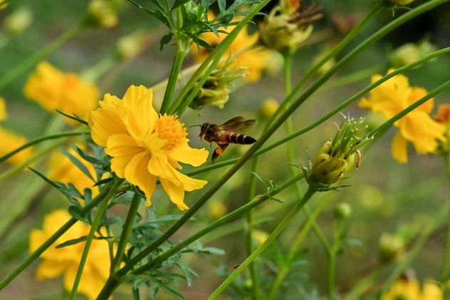 Según la ciencia, qué significa que aparezcan abejas en tu casa y por qué no deberías espantarlas.