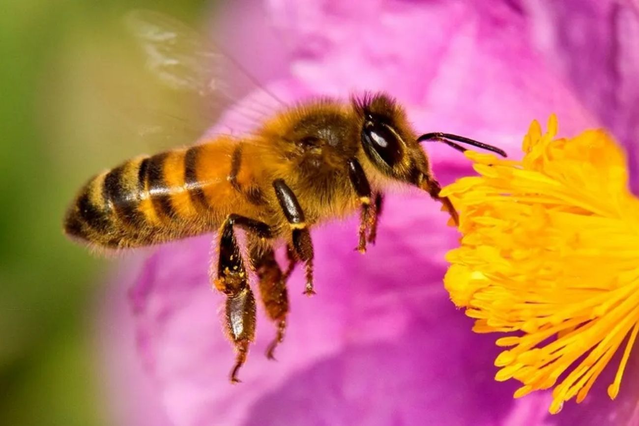 Según la ciencia, qué significa que aparezcan abejas en tu casa y por qué no deberías espantarlas