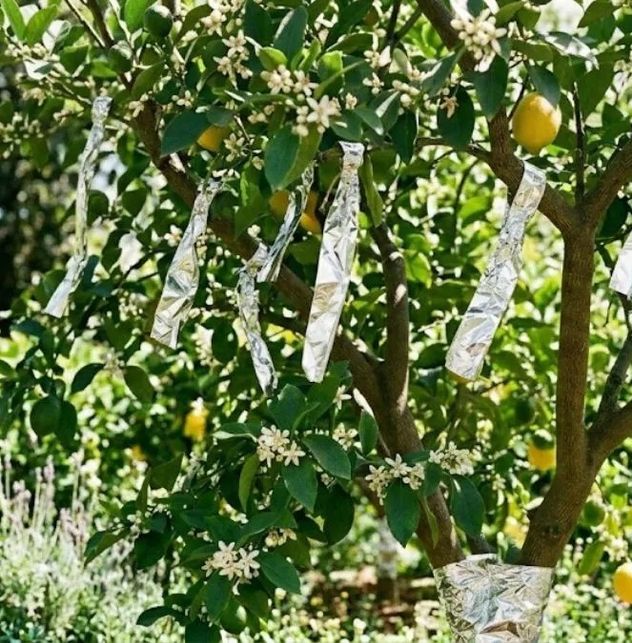 Limoneros sanos: cómo aplicar el truco viral del papel aluminio en casa.