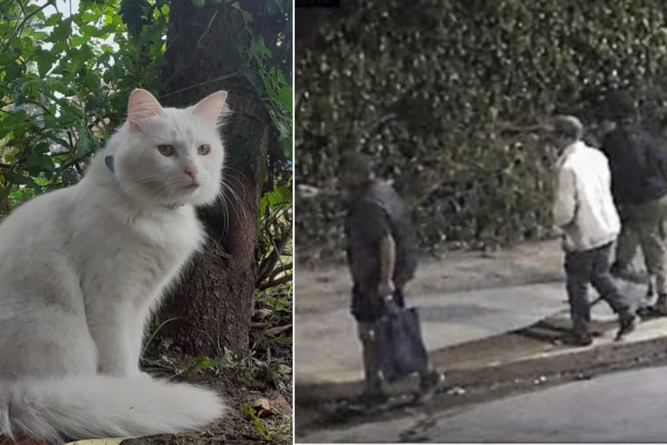 Conmoción: identificaron a tres hombres que mataron a golpes a un gato