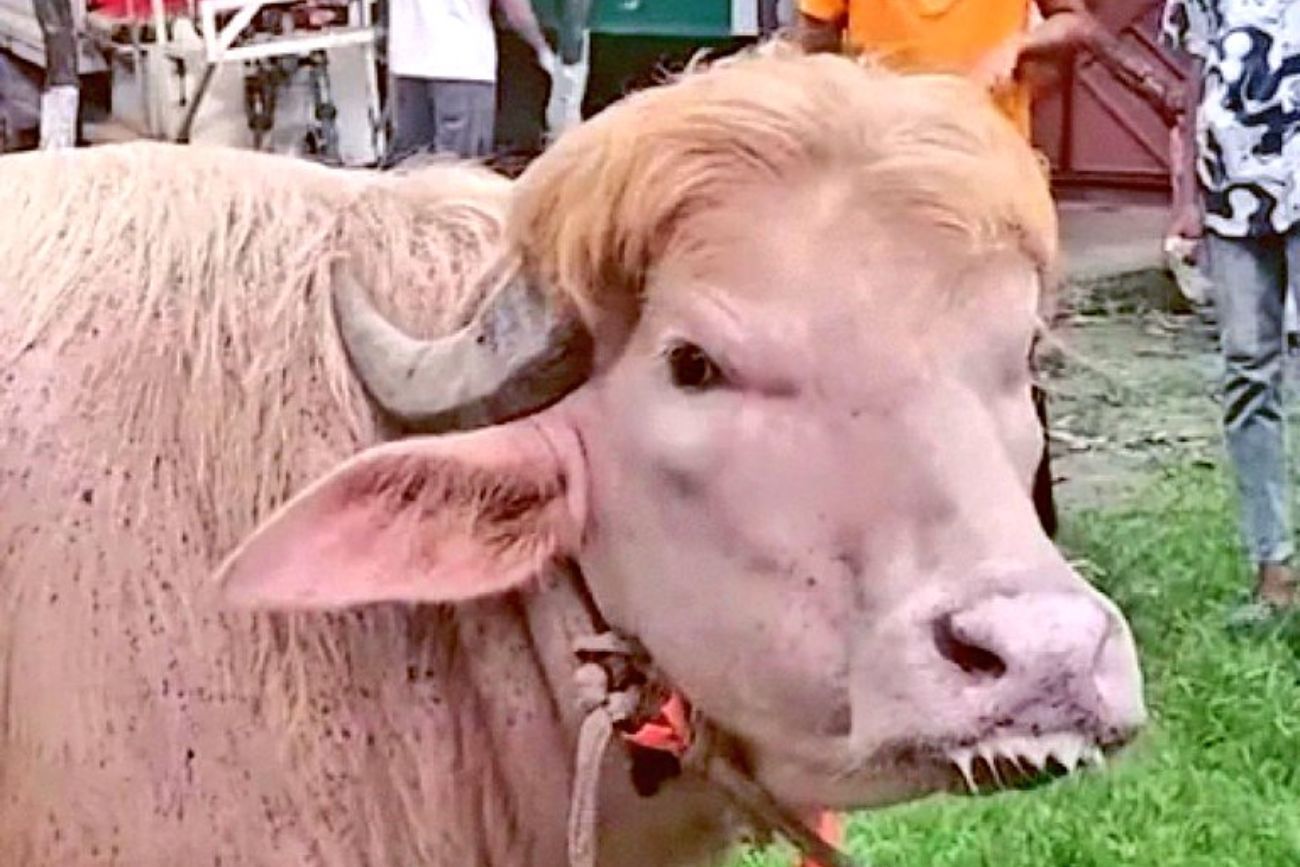 El búfalo albino “Donald Trump” se volvió furor en Bangladesh por su particular pelo rubio.