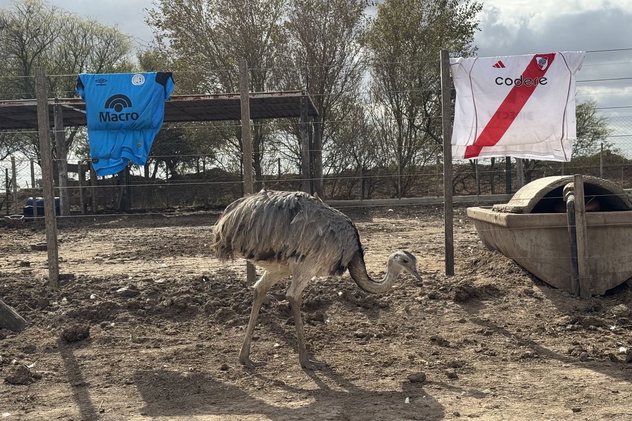 Un ñandú cordobés eligió ganador para la final y sorprendió a todos