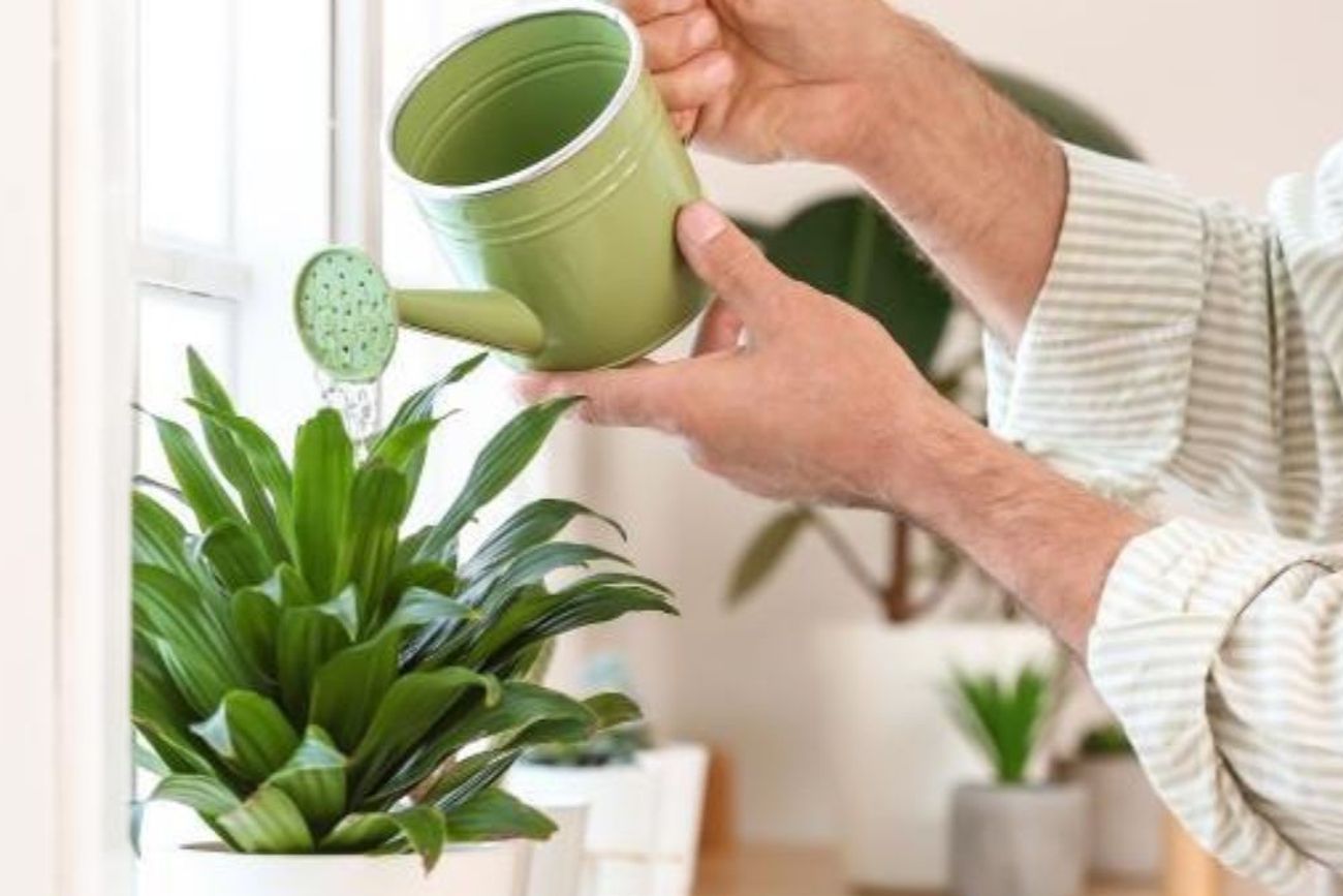 La planta que no necesita mucha luz ni agua, ideal para principiantes