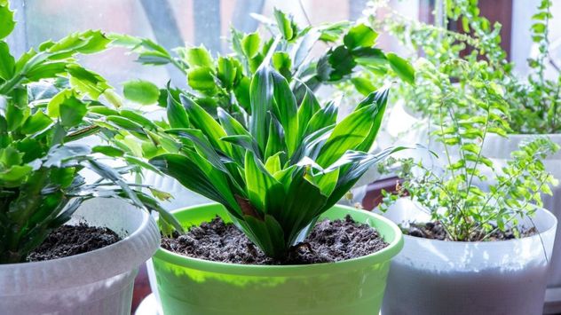 La aspidistra es una de las plantas de interior más resistentes y recomendadas para quienes tienen poca experiencia en jardinería.