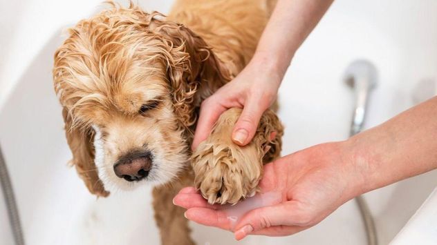 Los veterinarios recomiendan adaptar la frecuencia del baño durante el invierno para evitar problemas de piel y exposición al frío.