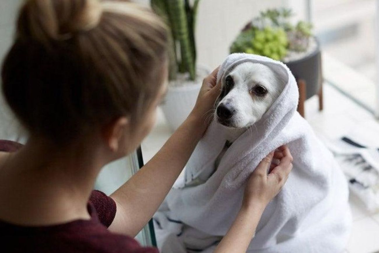 Los veterinarios recomiendan adaptar la frecuencia del baño durante el invierno para evitar problemas de piel y exposición al frío.