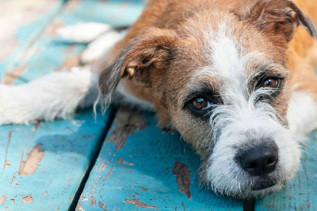 Qué es el síndrome de disfunción cognitiva y cómo afecta a los perros ancianos.