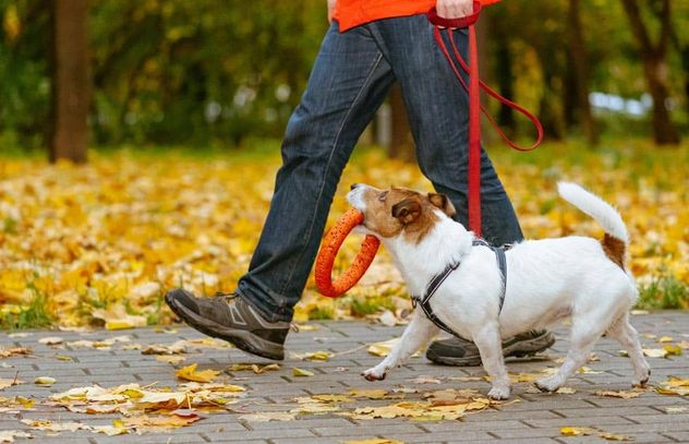 Qué pasó con el empleado despedido por pasear al perro durante una licencia médica.