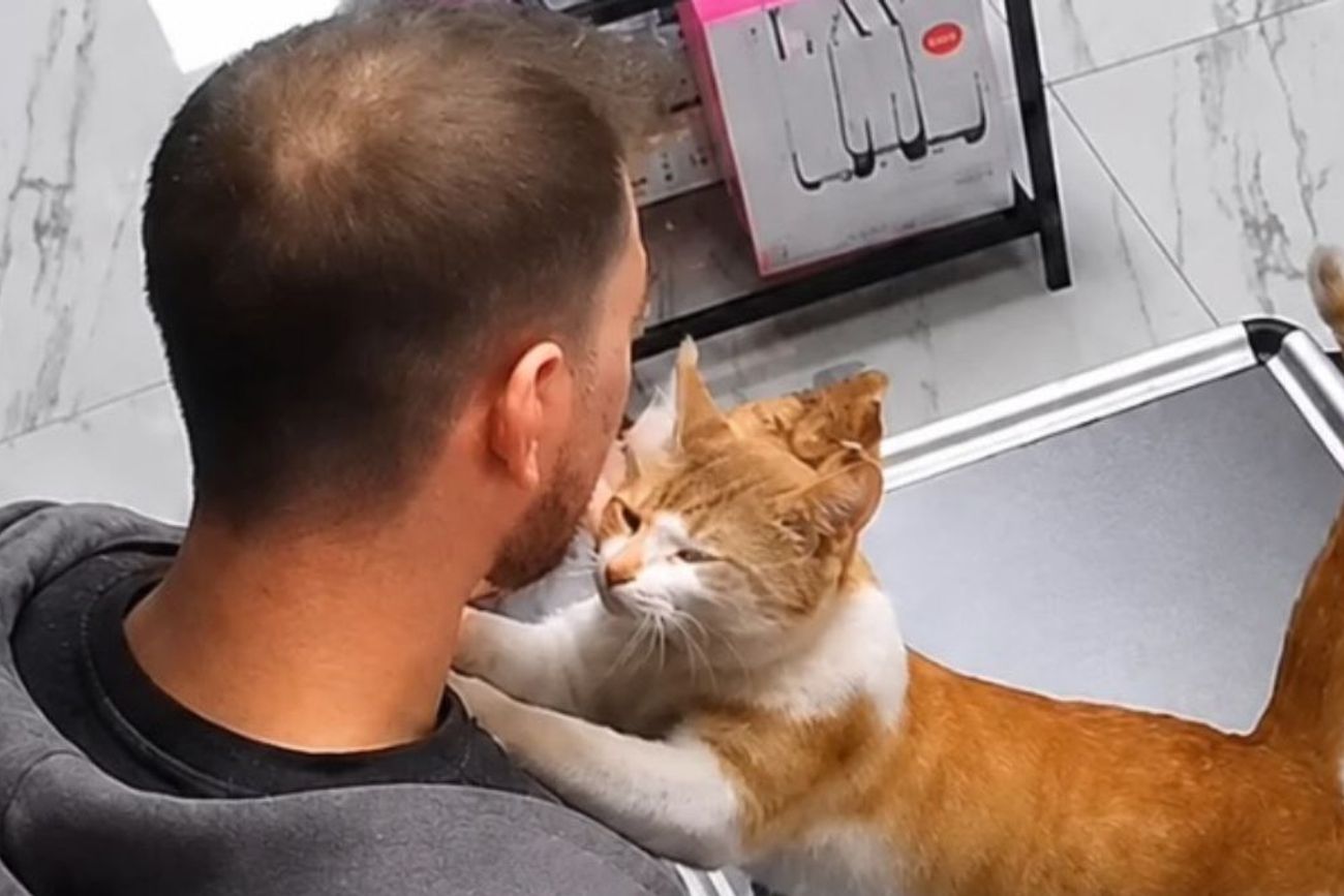 El gato se hizo viral por su particular y amoroso gesto cotidiano.