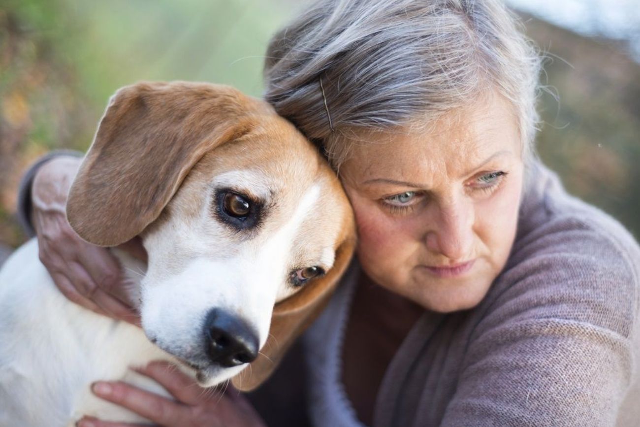 Qué es el síndrome de disfunción cognitiva y cómo afecta a los perros ancianos.