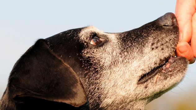 Qué es el síndrome de disfunción cognitiva y cómo afecta a los perros ancianos.